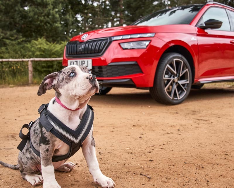 Safe and hound: dog-loving Brits spend £4,000 a year on pooches but forget kit to keep them safe in cars