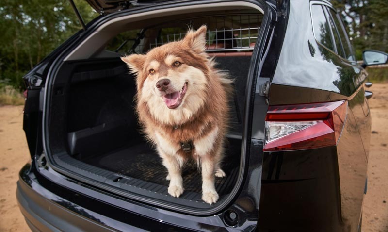 Škoda is confirmed as Official Automotive Partner of Crufts